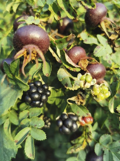 Rosehips (rosa spinosissima) and blackberries (rubus) on shrubs with green foliage in the sunlight, Franconian Forest nature park Park