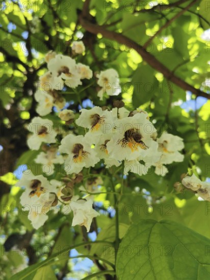 White flowers on a trumpet tree (catalpa bignonioides) in front of bright green leaves in the sunlight, Thuringia nature park Park
