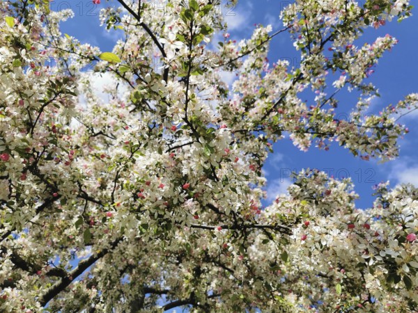 Large crown of an ornamental apple tree (malus) full of white and pink blossoms, spring atmosphere in front of a clear blue sky, Berlin