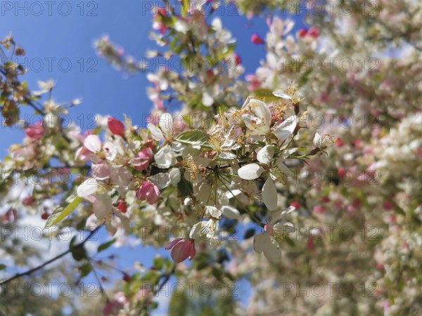 Flowering ornamental apple tree (malus) with pink and white blossoms, spring atmosphere in front of a clear blue sky, Berlin