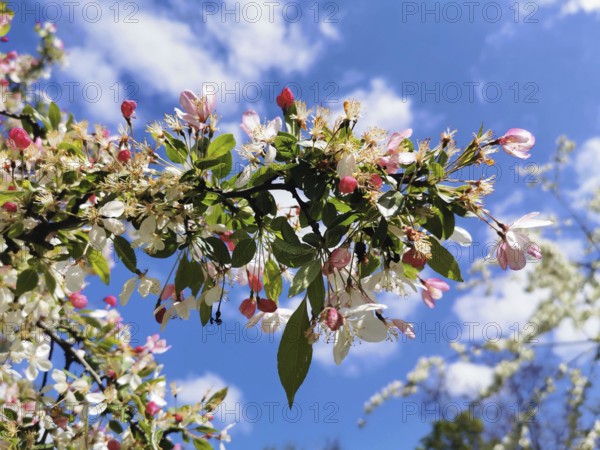 White-pink blossom branch of an ornamental apple tree (malus) stretches into the sky, spring atmosphere in front of a clear blue sky, Berlin