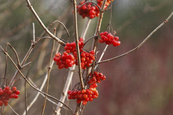 Fruits Guelder rose (Viburnum opulus), in winter, North Rhine-Westphalia, Germany