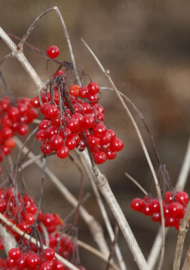 Fruits Guelder rose (Viburnum opulus), in winter, North Rhine-Westphalia, Germany