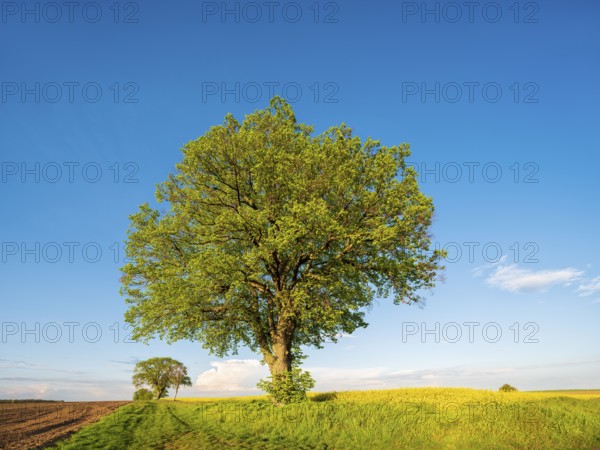 Cultural landscape in spring, old lime trees on a dirt road, grain and rapeseed fields, blue sky, evening light, Burgenlandkreis, Saxony-Anhalt, Germany
