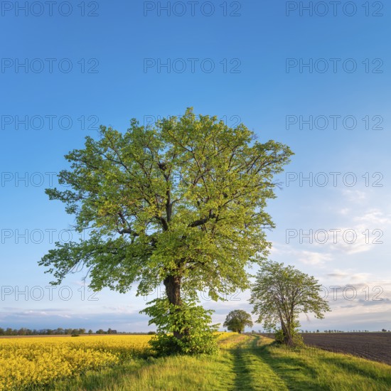 Cultural landscape in spring, old lime trees on a dirt road, grain and rapeseed fields, blue sky, evening light, Burgenlandkreis, Saxony-Anhalt, Germany
