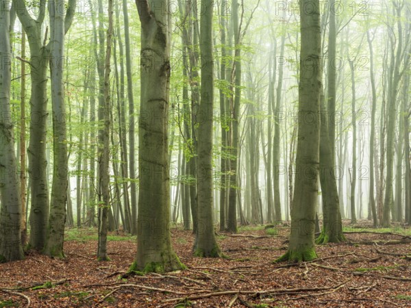 Natural old beech forest with morning fog, Hohe Schrecke mountain range, Thuringia, Germany