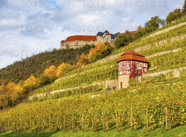 Ducal vineyard with vineyard house in autumn, Neuenburg Castle in the back, Freyburg an der Unstrut, Burgenlandkreis, Saxony-Anhalt, Germany