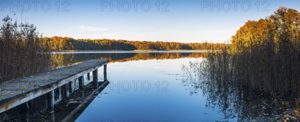 Panorama, footbridge in reeds, lake surrounded by forest in autumn, Großer Krienertsee, Schorfheide, Uckermark, Brandenburg, Germany
