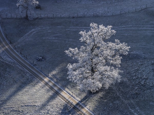 Winter landscape, hoarfrost, cold, tree, winter, sunny, aerial view, foothills of the Alps, Bavaria, Germany