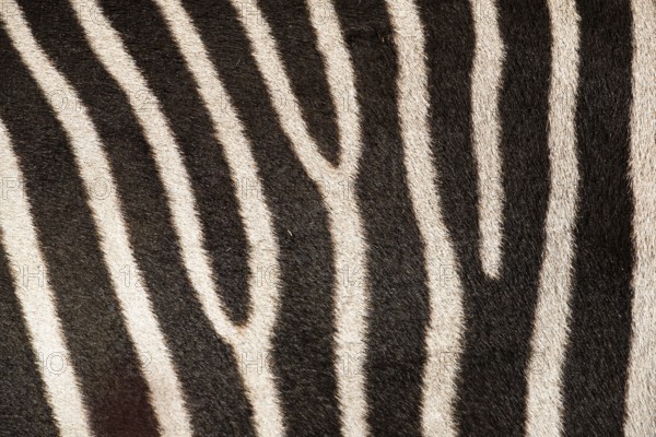 Fur pattern of a Chapman's zebra (Equus quagga chapmani). South East Africa