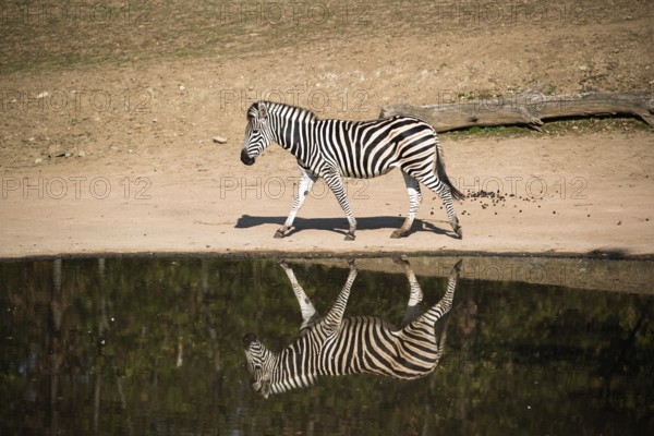 A Chapman's zebra (Equus quagga chapmani) mirrored in a waterhole on a sunny day. South East Africa