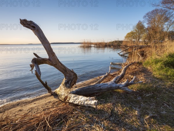 Bathing area with driftwood at Peenestrom, Lieper Winkel, Usedom island, Mecklenburg-Western Pomerania, Germany