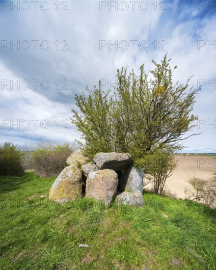 Megalithic grave, megalithic grave near Mürow near Angermünde, Brandenburg, Germany