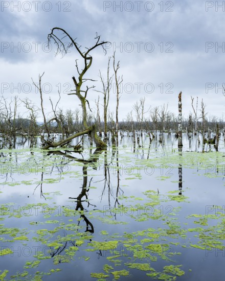 Dead trees in the moor, Galenbecker See Nature Reserve, Mecklenburg-Western Pomerania, Germany