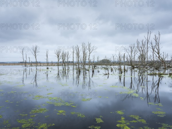 Dead trees in the moor, Galenbecker See Nature Reserve, Mecklenburg-Western Pomerania, Germany