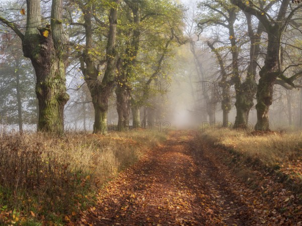 Old Linden avenue am Kyffhäuser with last colorful leaves in fog and sunshine in autumn, Kyffhäuserkreis, Thuringia, Germany