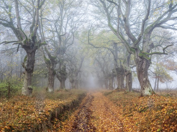 Old Linden avenue am Kyffhäuser with last colorful leaves in fog in autumn, Kyffhäuserkreis, Thuringia, Germany