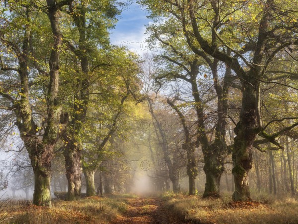 Old Linden avenue am Kyffhäuser in fog and sunshine in autumn, Kyffhäuserkreis, Thuringia, Germany