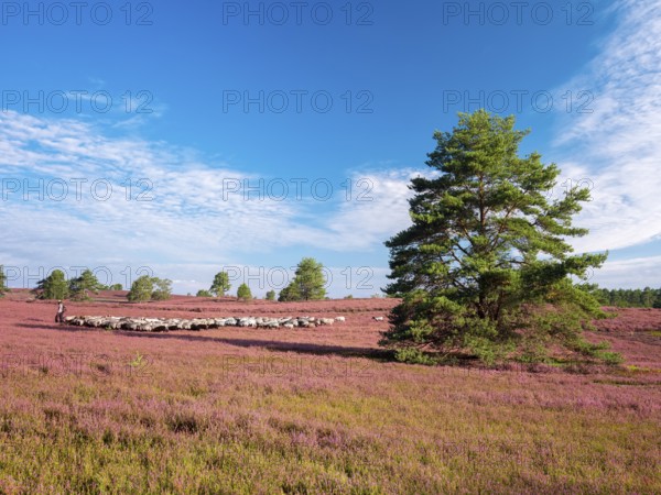 Typical heathland on Brunsberg with blooming heather and flock of sheep with shepherds, heather snakes, Lüneburger Heide, Lower Saxony, Germany