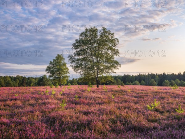Typical heathland with blooming heather, birch and juniper in the Oberoher Heide, Lüneburger Heide, Lower Saxony, Germany
