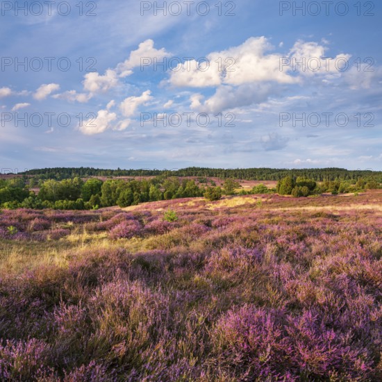 Typical heathland with blooming heather and juniper at Turmberg in the evening light, Lüneburger Heide, Oberhaverbeck, Lower Saxony, Germany
