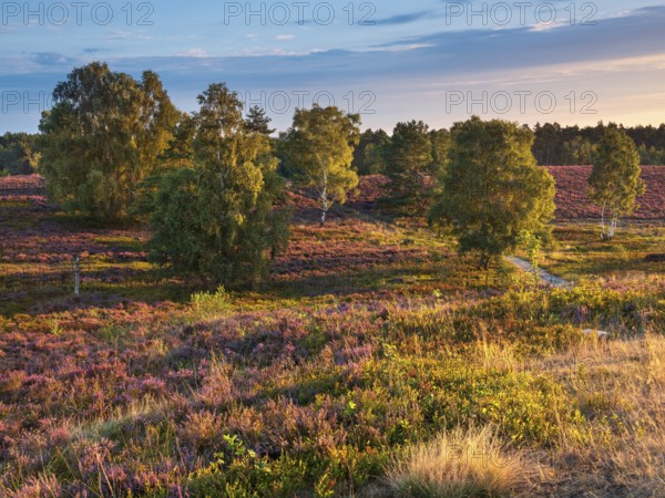 Typical heathland on Brunsberg with blooming heather and birch trees in the morning light, Lüneburger Heide, Lower Saxony, Germany