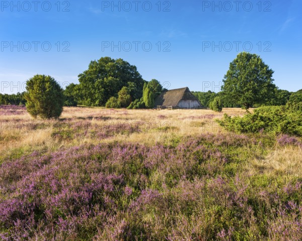Typical heathland with blooming heather, traditional sheepfold and juniper, Lüneburg Heath, Lower Saxony, Germany