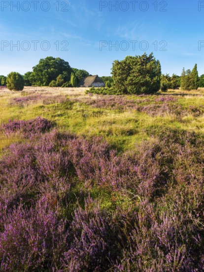 Typical heathland with blooming heather, traditional sheepfold and juniper, Lüneburg Heath, Lower Saxony, Germany