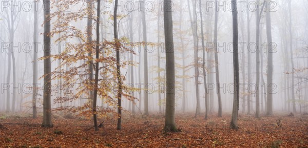 Panorama, beech forest with last colorful leaves, thick fog, Burgenlandkreis, Saxony-Anhalt, Germany