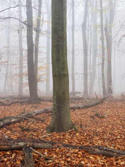 Beech forest with last colorful leaves and dead wood on the ground in autumn, thick fog, Burgenlandkreis, Saxony-Anhalt, Germany