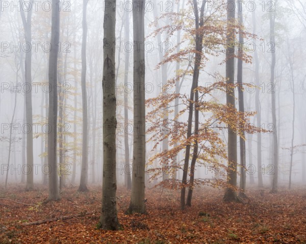 Beech forest with last colorful leaves, thick fog, Burgenlandkreis, Saxony-Anhalt, Germany