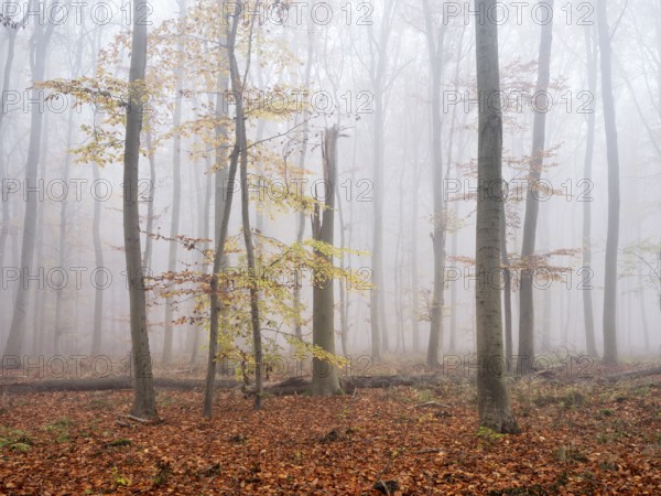 Beech forest with last colorful leaves and dead wood in autumn, thick fog, Burgenlandkreis, Saxony-Anhalt, Germany