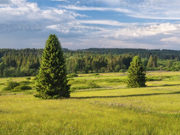Typical landscape in the Rhön biosphere reserve, wildflower meadow with individual spruce trees, Bischofsheim in the Rhön, Lower Franconia, Rhön, Bavarian Rhön, Bavaria, Germany