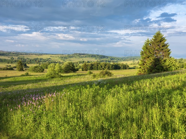 Typical landscape in the Rhön Biosphere Reserve, wildflower meadow with snake knotweed, Bischofsheim in the Rhön, Lower Franconia, Rhön, Bavarian Rhön, Bavaria, Germany