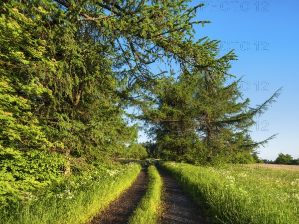 Hiking trail on the edge of the forest through typical landscape in the Rhön Biosphere Reserve, Bischofsheim in the Rhön, Lower Franconia, Rhön, Bavarian Rhön, Bavaria, Germany