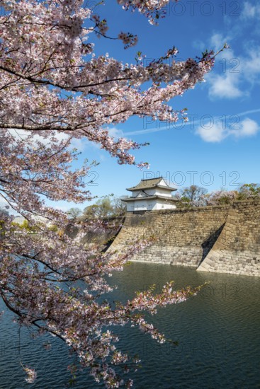 Watch tower at Osaka Castle Wall, blooming cherry trees in a moat park with water, Chuo-ku, Osaka, Japan