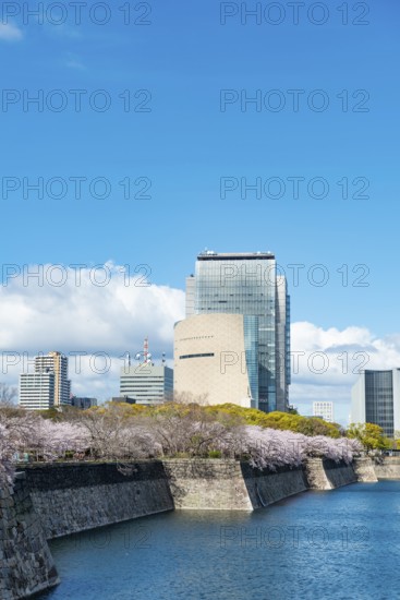 Skyscrapers and cherry blossoms on the moat with water at Osaka Castle, Chuo-ku, Osaka, Japan