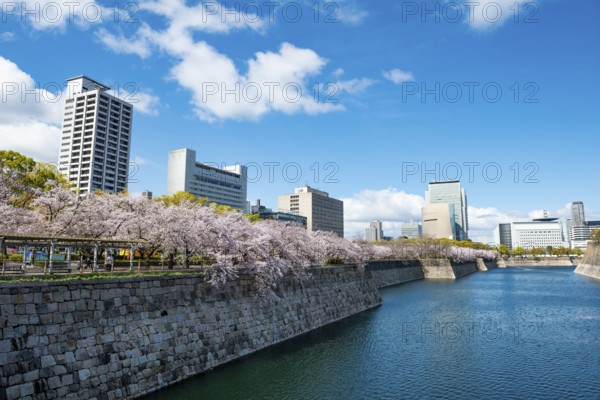 Skyscrapers and cherry blossoms on the moat with water at Osaka Castle, Chuo-ku, Osaka, Japan