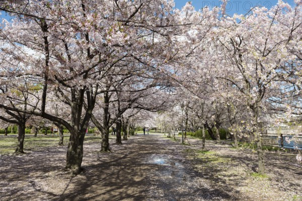 Blooming cherry trees in a park at Osaka Castle Moat, Chuo-ku, Osaka, Japan