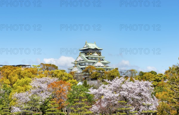 Osaka castle with blooming cherry trees in the park, Osaka Castle Park, Chuo-ku, Osaka, Japan