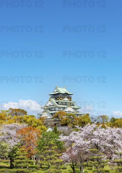Osaka castle with blooming cherry trees in the park, Osaka Castle Park, Chuo-ku, Osaka, Japan