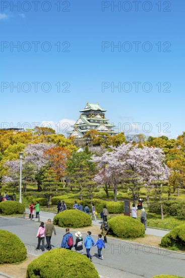 Osaka castle with blooming cherry trees in the park, visitors on a path through Osaka Castle Park, Chuo-ku, Osaka, Japan