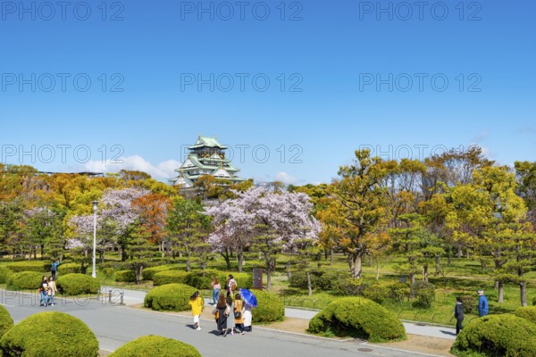Osaka castle with blooming cherry trees in the park, visitors on a path through Osaka Castle Park, Chuo-ku, Osaka, Japan