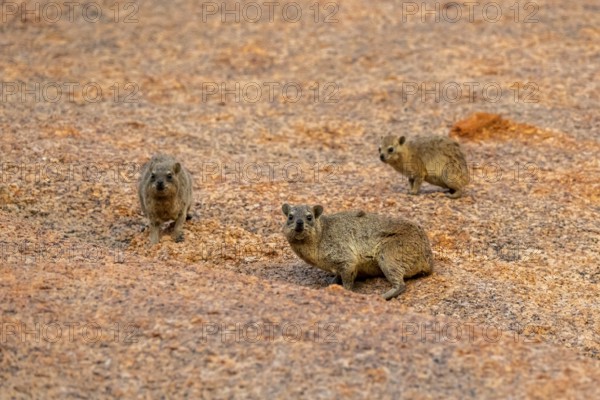 Three rock hyraxes (Procavia capensis) on stony ground in the desert landscape of Spitzkoppe, Spitzkoppe, Namibia