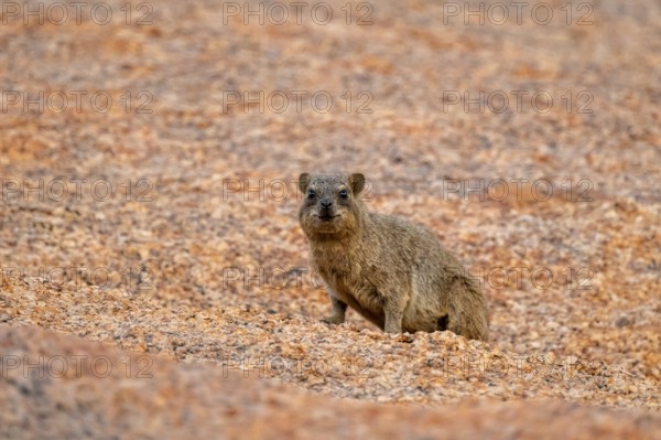 A rock hyrax (Procavia capensis) sits attentively on rocky terrain in Spitzkoppe, Spitzkoppe, Namibia