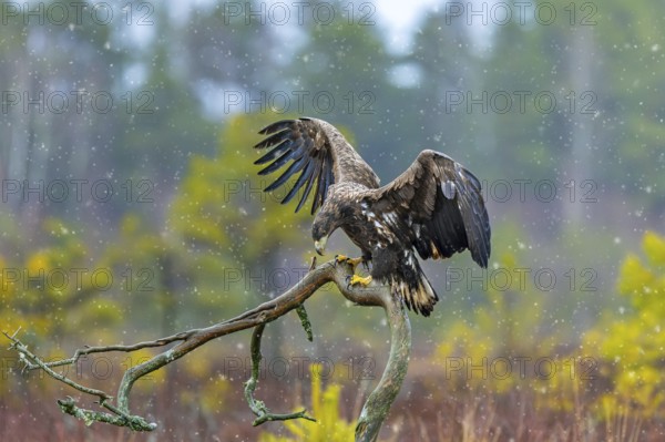 White-tailed eagle, Eurasian sea eagle (Haliaeetus albicilla) juvenile landing on branch in moorland during snow shower in late autumn, winter