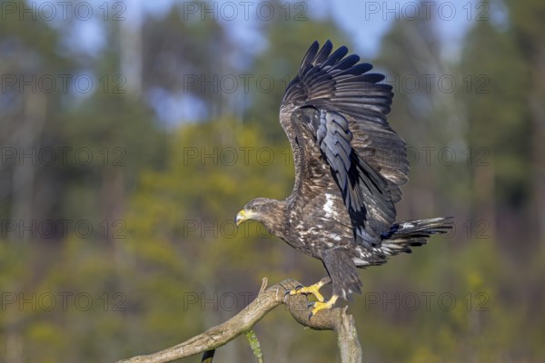 White-tailed eagle, Eurasian sea eagle (Haliaeetus albicilla) juvenile perched on branch and flapping wings in moorland in late autumn, winter