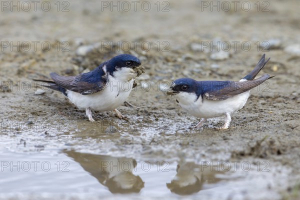 Two common house martins, northern house martin pair (Delichon urbicum) collecting mud in beak from puddle for building nest in spring