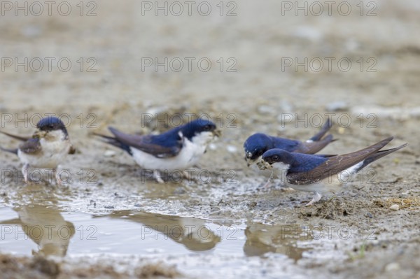 Common house martins, northern house martin group (Delichon urbicum) collecting mud in beak from puddle for building nest in spring