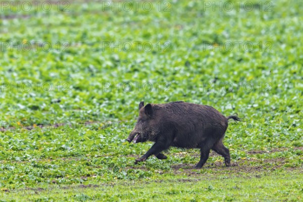 Wild boar (Sus scrofa) sow, female running over farmland, field